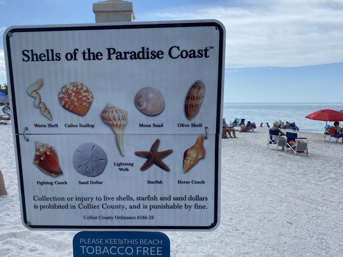 There are so
      many shells to find at Bonita Beach.