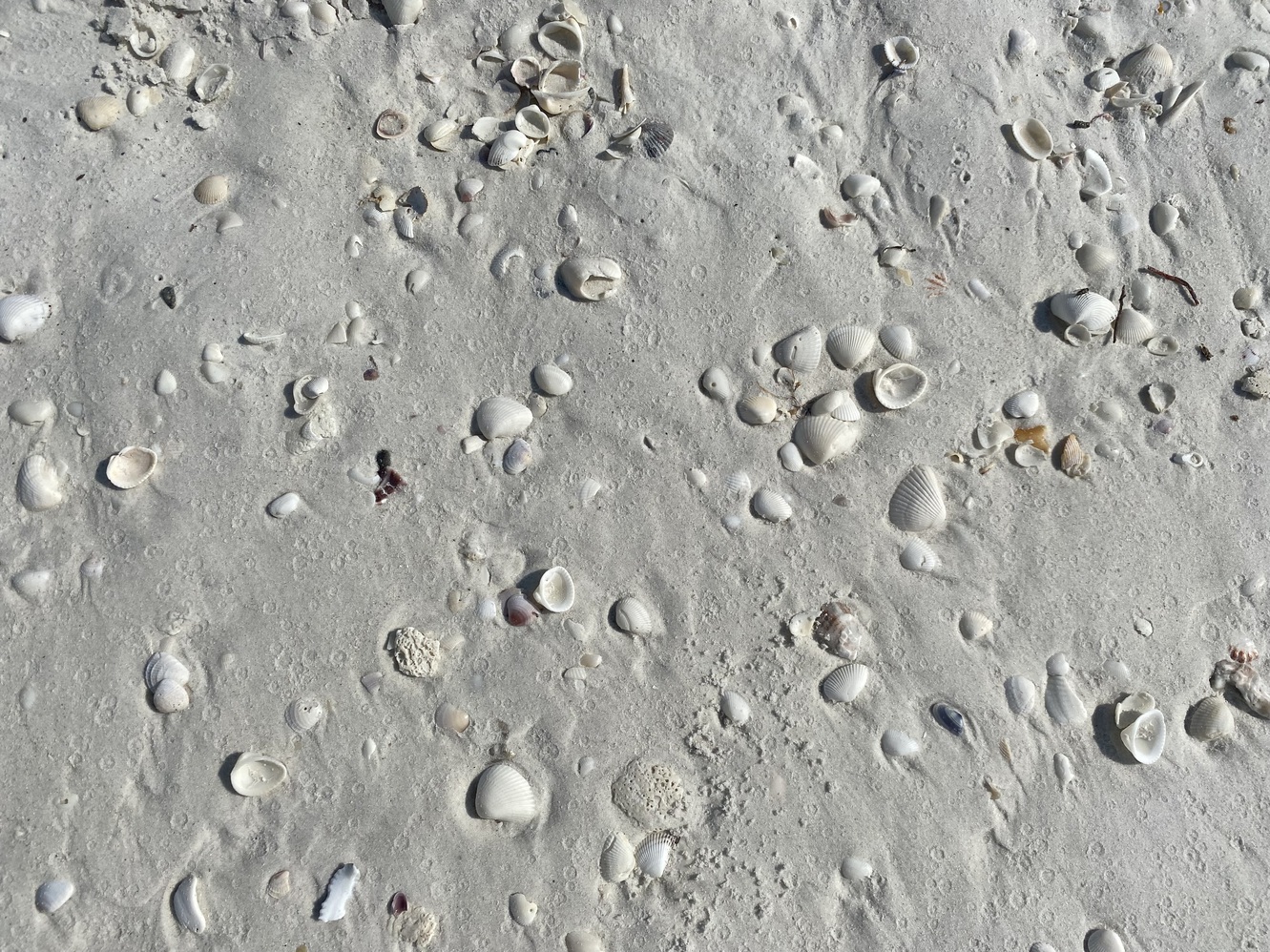 Low tide reveals
      a variety of shells.