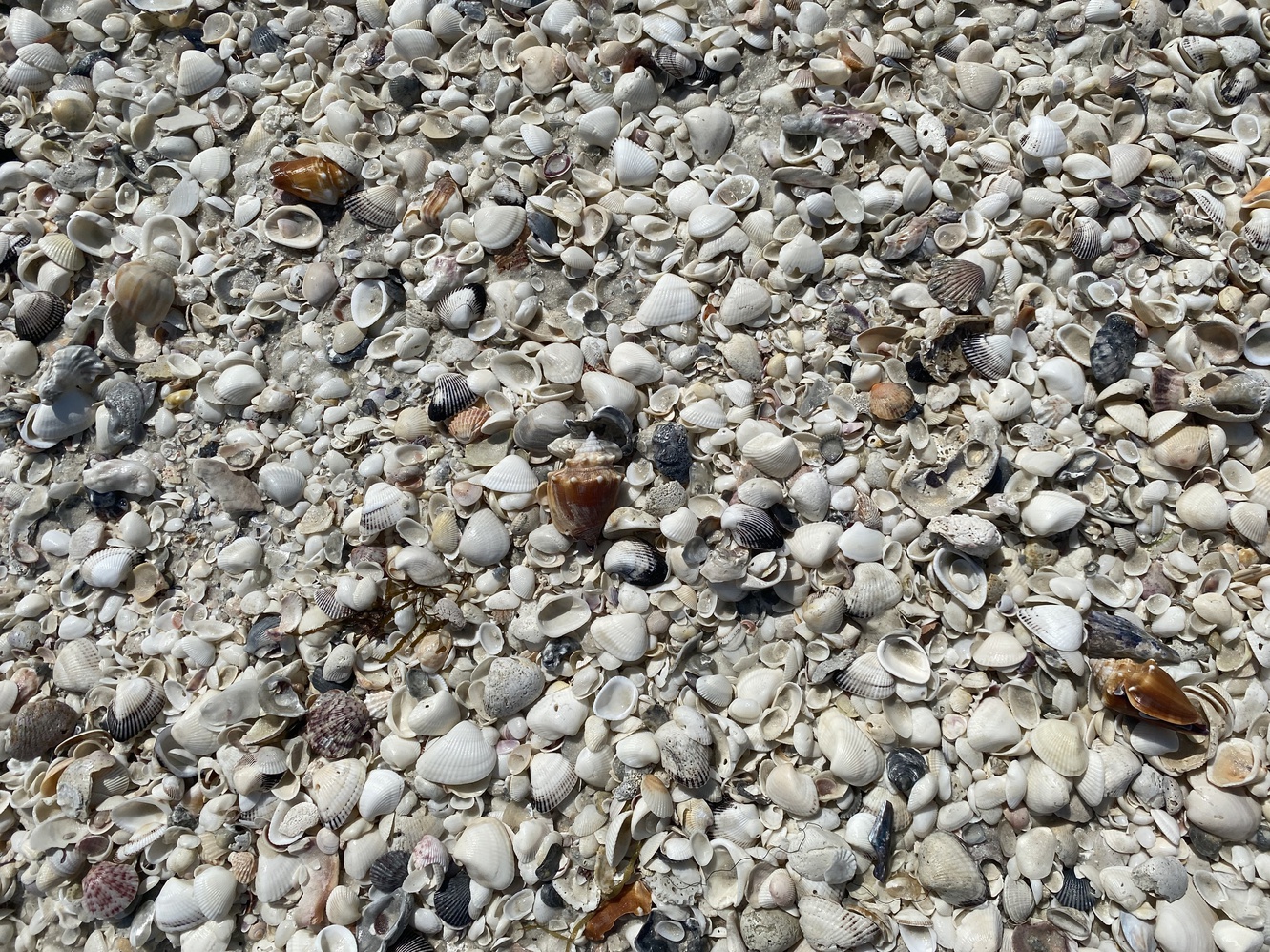 The fighting
      conch shells are in abundance on this sandbar.